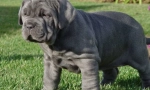 Mastif: stari timers psi (9 fotografija)