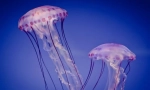 Meduza
