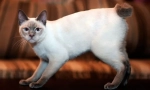 Mekong bobtail (fotografija): egzotična tajlandska mačka s kratkim repom