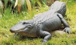 Missispsky aligator