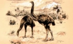 Moa