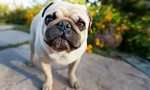 Pug