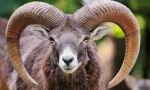 Muflon