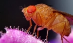 Letjeti drosophila