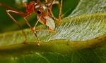 Ant-weaver