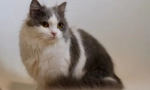 Napoleon