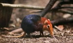 Insectivore sisavci