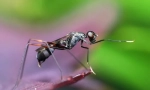 Ekstremni insekti