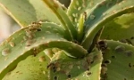 Insekti u zatvorenom cvijeću i loncima cvijeća