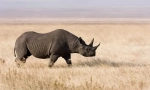 Rhino crno