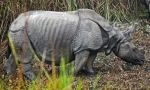 Indijski nosorog