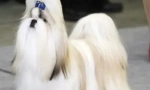 O pasmini pasa shi-tzu