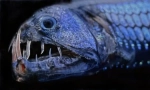 Stanovnici neistraženih dubina oceana u fotografijama davida robela