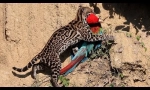 Ocelot - najljepša mačka na svijetu