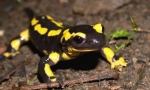 Vatrena salamander