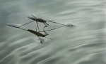 Oceanski vodeni žig