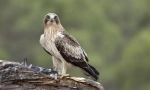 Eagle-patuljak