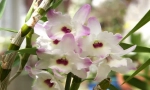 Orhideja dendrobium