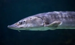 Ospr atlantic