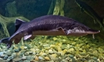 Osttr sakhalinsky