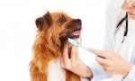 Pregled i briga za psa