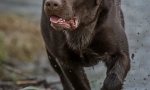 Značajke prehrane labradorova