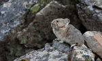 Odakle je dolazila chinchilla gdje i kako žive u prirodi