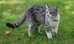 Stav pravoslavne crkve na životinjsku sterilizaciju
