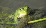 Jezero