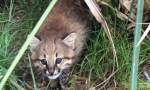 Pampas cat: fluffy grabator iz amerike