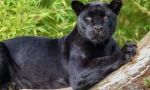 Panther