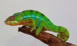 Panther kameleon