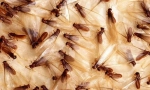 Partenogeneza
