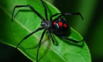Spider black udovica