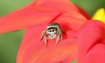 Spider jaclun: značajke i vrijednost u ekosustavu
