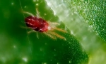 Kamperan