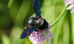 Bee-stolar