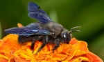 Bee-stolar