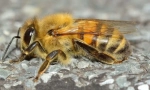 Mehonskom insektima