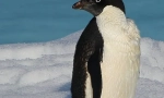 Penguin adele