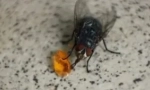 Prehrana domaćih i drugih muha