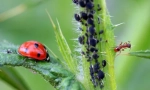 Prehrambeni insekti