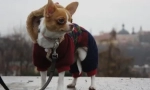 Zašto chihuahua drhti i što možete učiniti