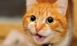 Zašto mačka meows i podiže guzicu?