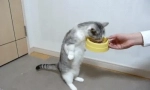 Zašto mačka mnogo jede?
