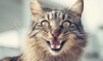 Zašto cat šipke?