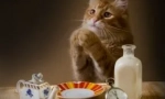 Zašto mačka meows