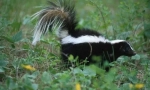 Zašto skunk miriše loše?