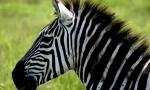 Zašto su zebre prugale?