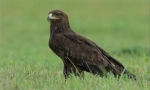 Opstanak